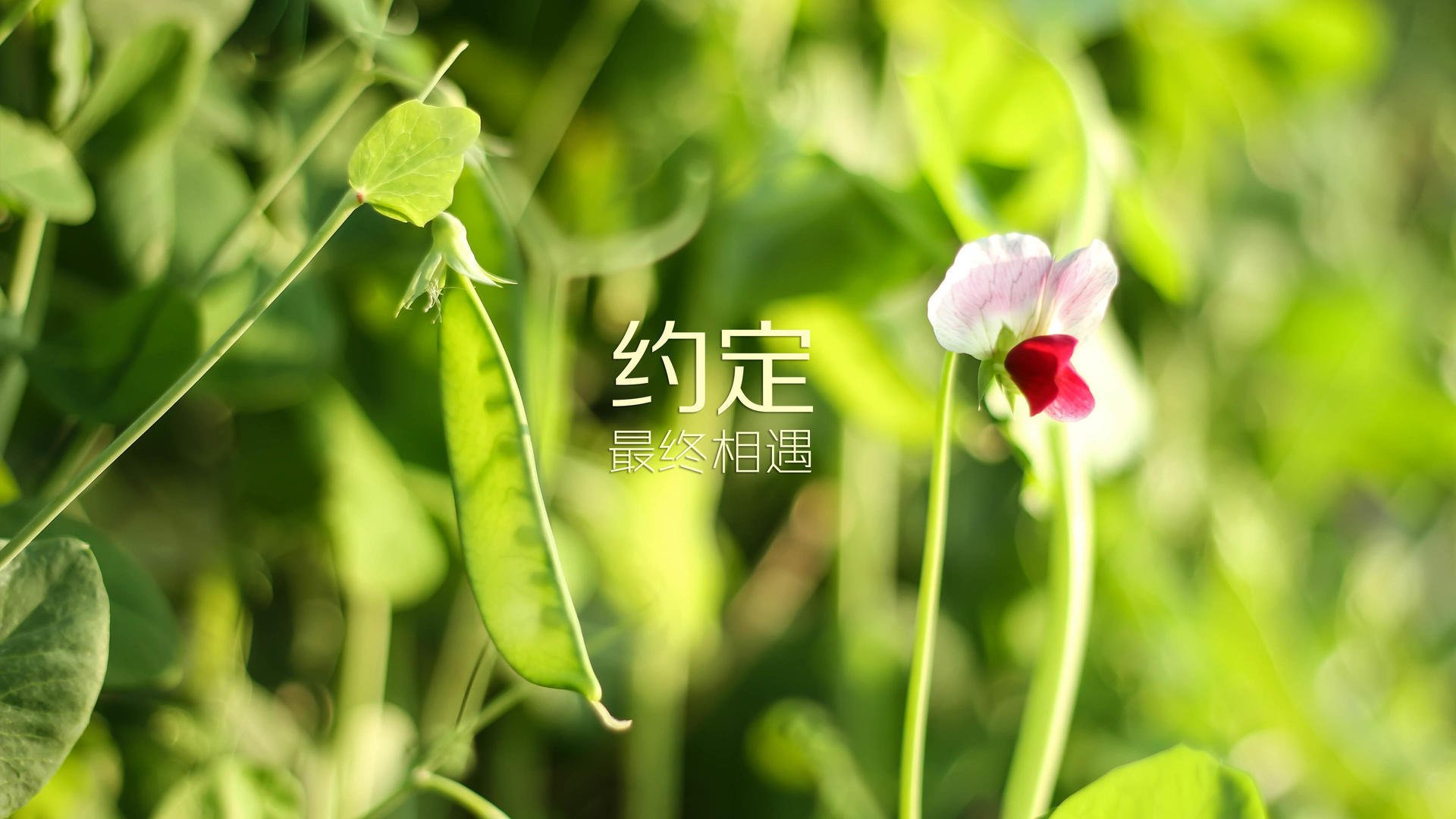 伊普斯维奇城注重战术打法，力求突破，伊普斯维奇地图
