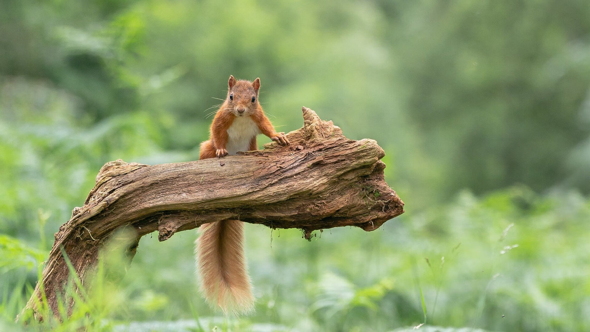 史上最“疯狂”的逆转战役,谁赢得了最终胜利?,逆转胜利是怎么达成