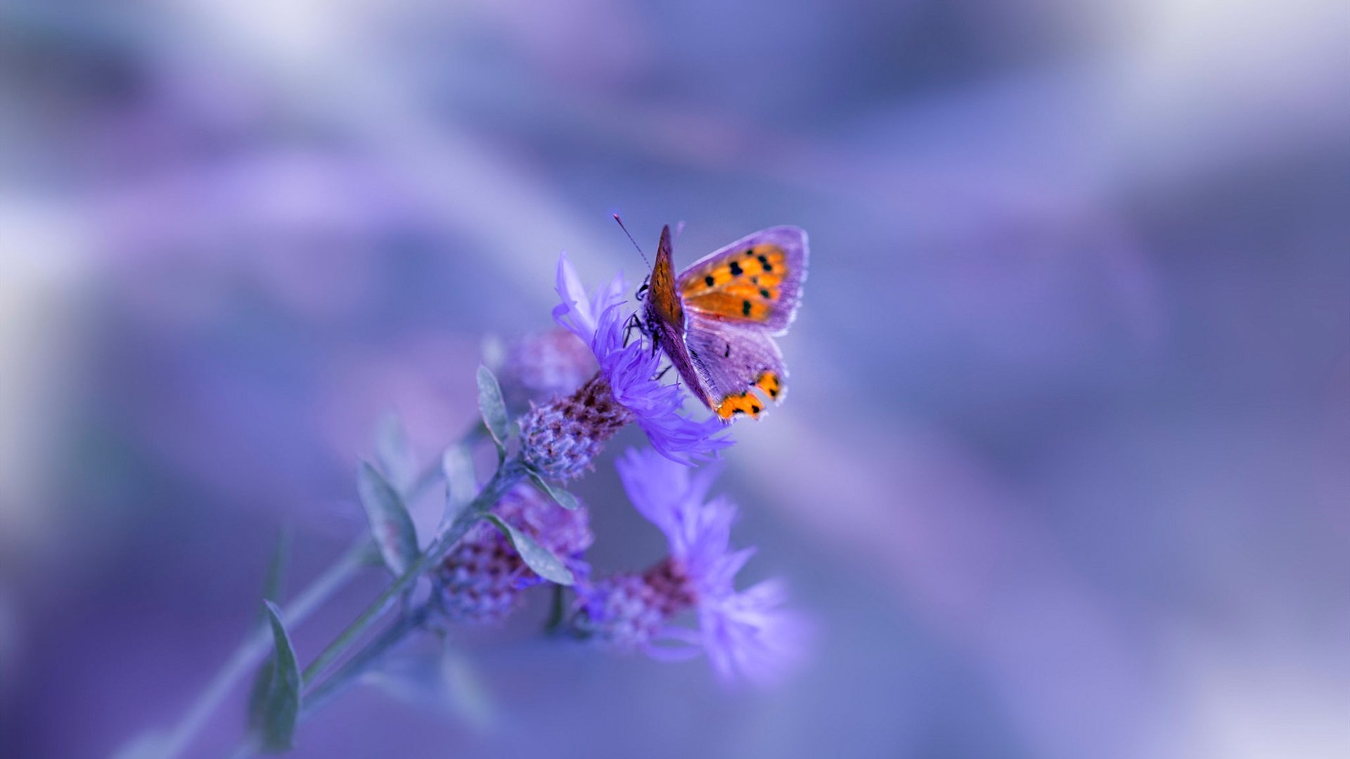 中国女排主帅续约至巴黎奥运,李盈莹任队长,中国女排主帅续约至巴黎奥运,李盈莹任队长是哪一年