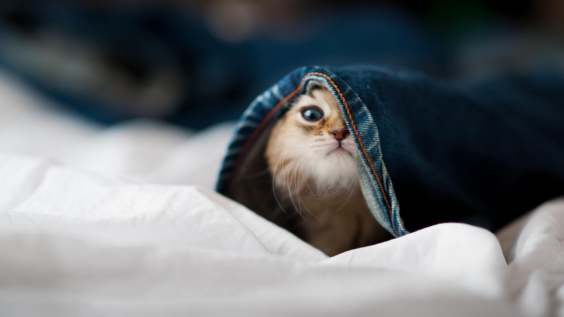 強勁進攻戰術讓對手猶如置身陷阱,强劲来袭是什么意思