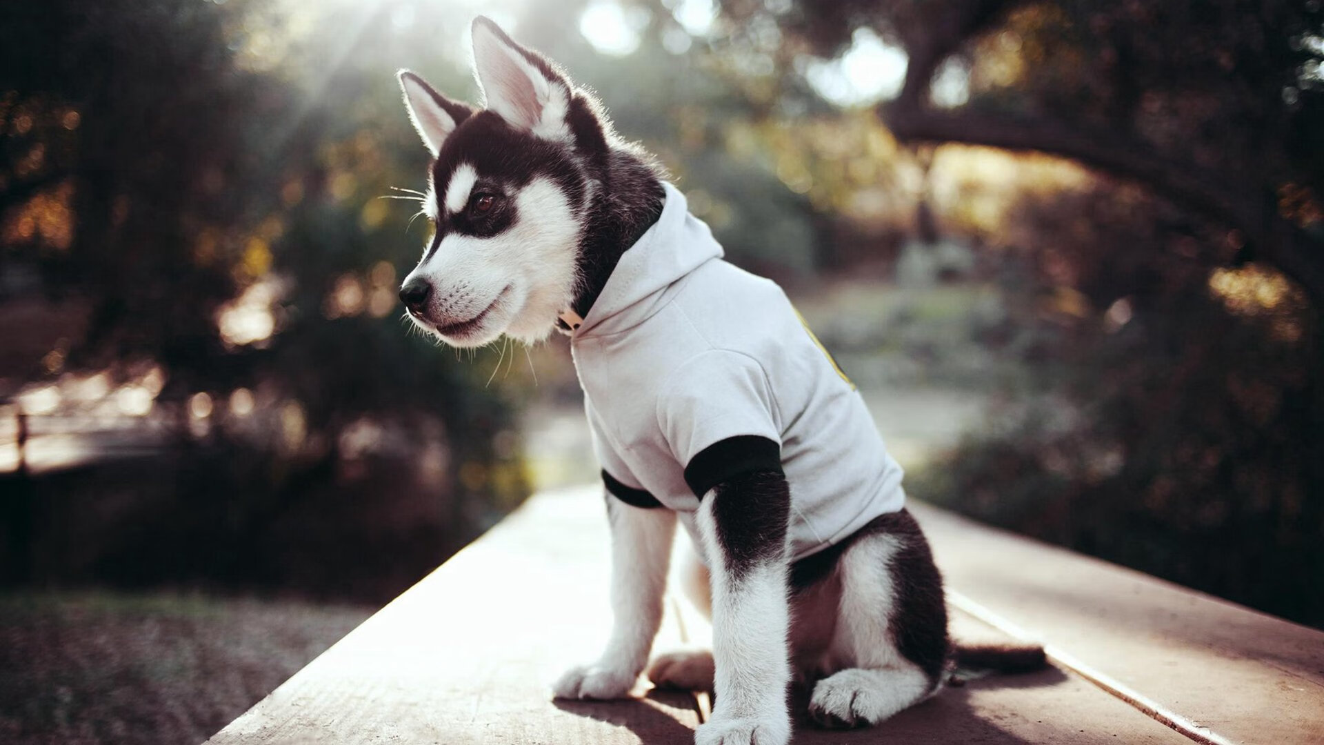 悬念丛生排球总决赛赛制争议再起,排球联赛总决赛