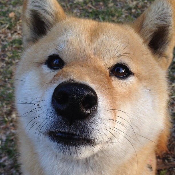 日本马术协会与大学合作,开展马术专业课程,培养专业人才。,日本东京马术俱乐部
