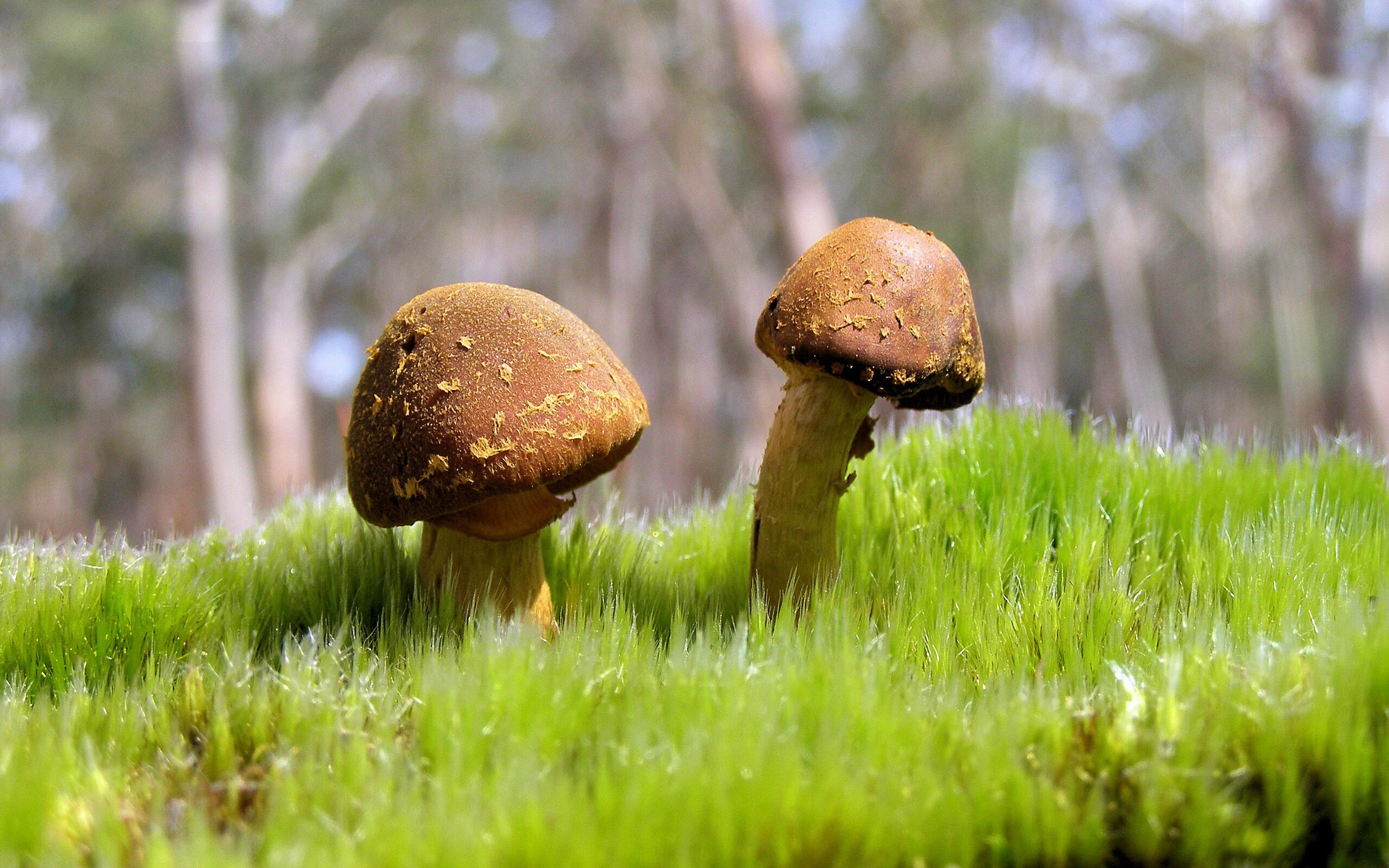 如何打造超级球星:科班出身还是天赋异禀?,球员科科