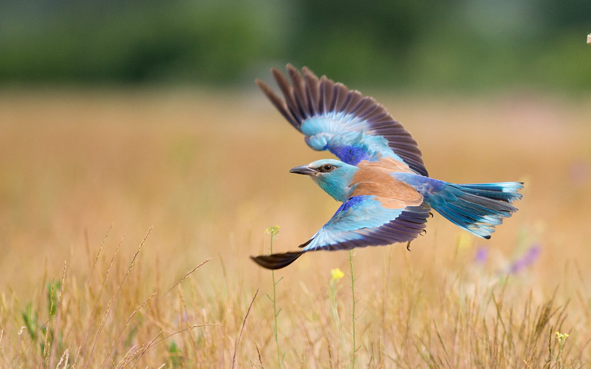 运动员职业发展支持，运动员职业发展支持方案