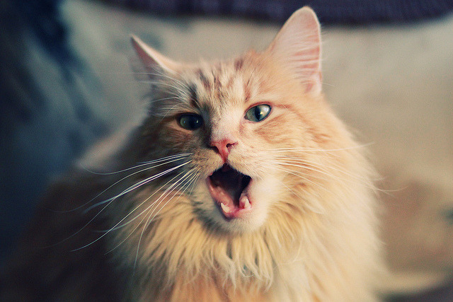 五大联赛裁判执法风格是否决定比赛节奏方向,赛事裁判都来自哪里